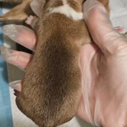 Girl 2 - Red female Pembroke Welsh Corgi puppy in Tomball, Texas from Larsen Loved Corgis