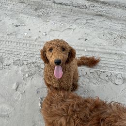Aspen - Goldendoodle