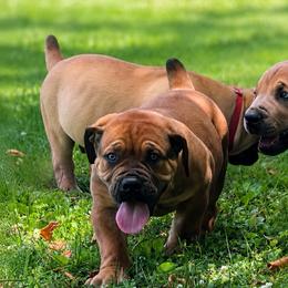 YUSHIRO - Red male Boerboel puppy in Pennsylvania from Cold River Boerboels