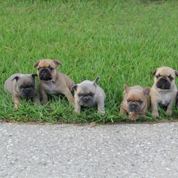 French Bulldog puppies from Triple F Frenchies