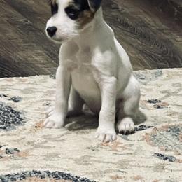 Border Terrier and Jack Russell Terrier Puppies from Dig Em Out Terriers / Twin Willow Borders