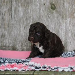 Brown girl - Brown female Lagotto Romagnolo puppy in Lake City, Michigan from Michigan Lagotto