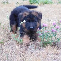 German Shepherd Puppies from Vom Wilke Kennels