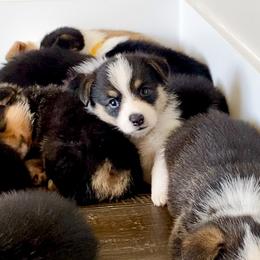 Pembroke Welsh Corgi Puppies from Lucky Pups Corgis