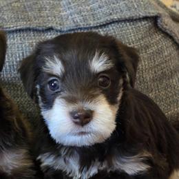 Galaxy (gally) - Liver female Miniature Schnauzer puppy in Fredericksburg, Virginia from Liver Legends
