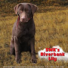 River - Labrador Retriever
