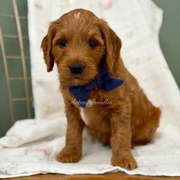 Blue collar SLINKY - Apricot male Goldendoodle puppy in Salem, Utah from Aspen Doodles Utah