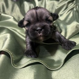 Lhasa Apso Puppies from Teenas Lhasa Apsos
