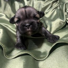 Lhasa Apso Puppies from Teenas Lhasa Apsos