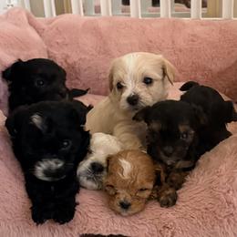 Maltese puppies from Sweetface Maltese