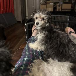 Holly - Silver female Poodle puppy in Canterbury, Connecticut from Diamonds in the Sky