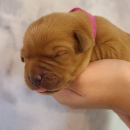 Labrador Retriever Puppies from Field and Family Labradors