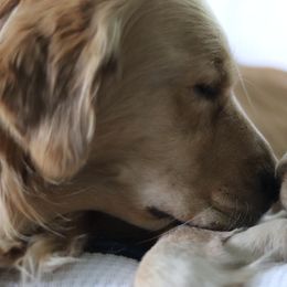 Golden Retriever Puppies from Golden Hour Golden Retrievers