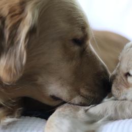 Golden Retriever Puppies from Golden Hour Golden Retrievers