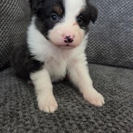 Cheese (Yellow) - Black tri-color male Australian Shepherd puppy in Vona, Colorado from Dyna Aussies
