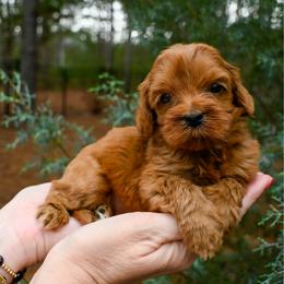 Valentino - Caramel red male Australian Labradoodle puppy in Matthews, North Carolina from Weddington Labradoodles