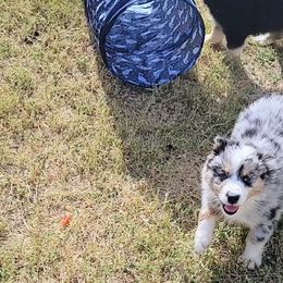 Australian Shepherd Puppies from Winsome Aussies