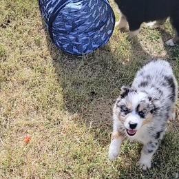 Australian Shepherd Puppies from Winsome Aussies