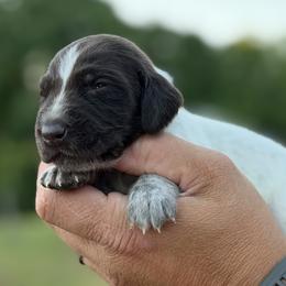 Blue Gill teal collar - Liver roan female German Shorthaired Pointer puppy in Six Mile, South Carolina from The Proper Pointer Co.