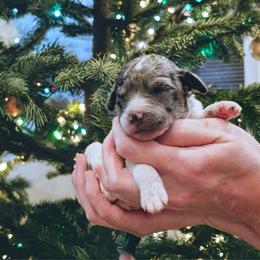 Girl 7 - Black and white female Aussiedoodle puppy in Yacolt, Washington from Aussiedoodles by Maggie