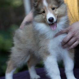 Belgian Sheepdogs and Shetland Sheepdogs from Indigo Hill Belgians & Shetland Sheepdogs
