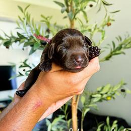 Cherry - Chocolate female Labrador Retriever puppy in Amery, Wisconsin from Cornerstone Retrievers