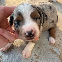 Earp - Blue merle male Miniature Australian Shepherd puppy in Friend, Nebraska from Mid-Plains Mini Aussies