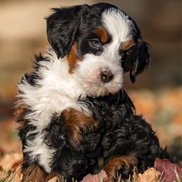 Darling - Tri-color female Bernedoodle puppy in Cortez, Colorado from Sassy Pants Pups