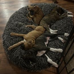 Boxer Puppies from KP Boxers