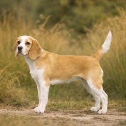 June - Beagle