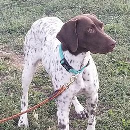 German Shorthaired Pointers from Knoll Creek GSP