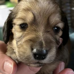 Chuck - Cream male Dachshund puppy in Townsend, Montana from Rocky Mountain Wieners