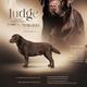 Judge