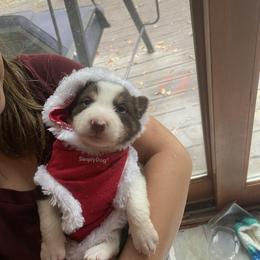 Border Collie, English Setter, and Miniature American Shepherd Puppies from First Harmony Farms