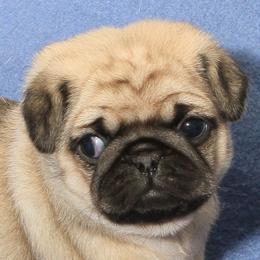 Danny DePugto - Fawn male Pug puppy in Portland, Oregon from Bradley's Pugs