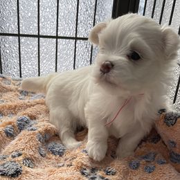 Girl 1 - White Maltese puppy in Florida from Alina's Maltese