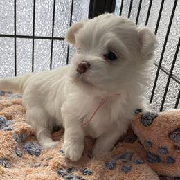 Girl 1 - White Maltese puppy in Florida from Alina's Maltese