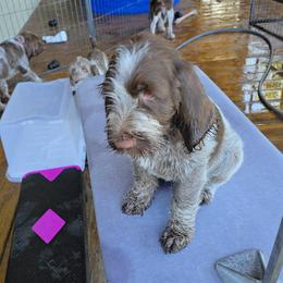 Gordon Setter and Spinone Italiano Puppies from Spinsetters