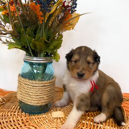 Hei Hei - Sable and white male Collie puppy in St Augustine, Florida from Saltwater Collies LLC