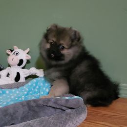 Shadow - Wolf sable male Pomeranian puppy in Woodridge, Illinois from Forever Pomeranians