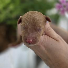 James - Apricot male Goldendoodle puppy in Decatur, Tennessee from Diamond's Doodles