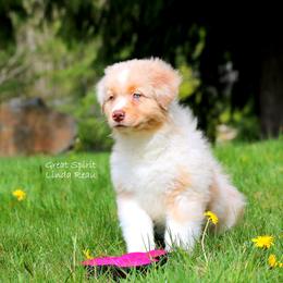 Australian Shepherd Puppies from Great Spirit Aussies