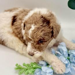 Huck - Red merle male Aussiedoodle puppy in Eastman, Georgia from Dood B Ranch