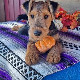 Welsh Terrier Puppies from Jenkins Welsh Terriers