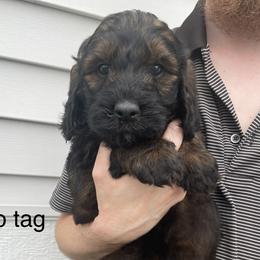 No tag - Sable female Goldendoodle puppy in Medina, Ohio from Farmer Doodles