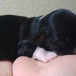 Boy 2 - Black Havanese puppy in Spokane, Washington from Happy Havanese
