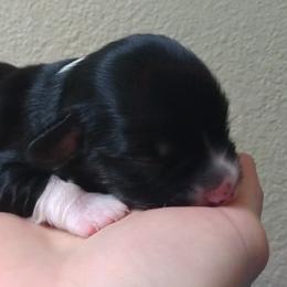 Boy 2 - Black Havanese puppy in Spokane, Washington from Happy Havanese