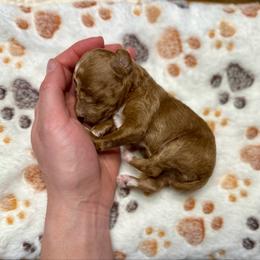 Bear - Red  male Poodle puppy in Dunn, North Carolina from Sandy Creek Kennels