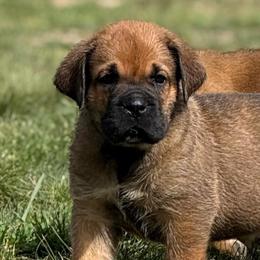 Fawn Black - Fawn male Cane Corso puppy in Paris, Texas from Knucklehead Cane Corso