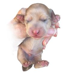 Cream dapple - Dapple male Dachshund puppy in Medina, Ohio from STORIED DOXIES